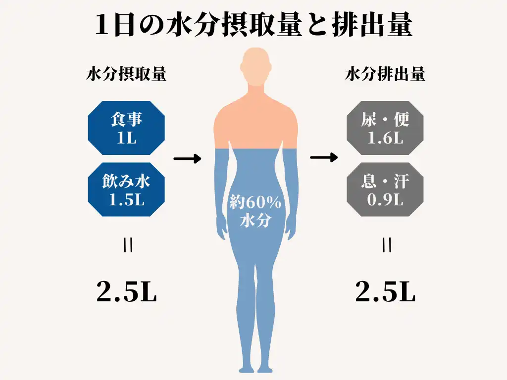 1日の水分摂取量と水分排出量