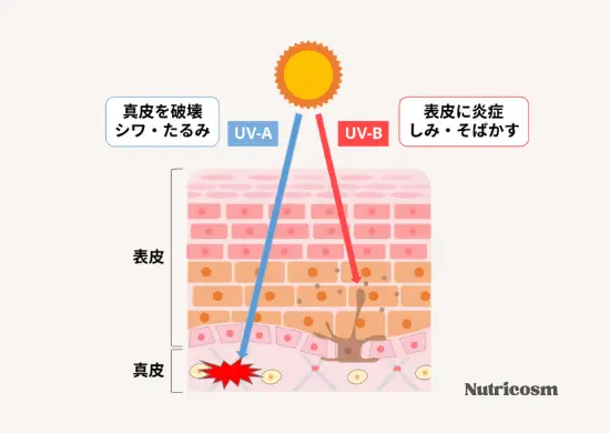 UV-AとUV-Bの影響